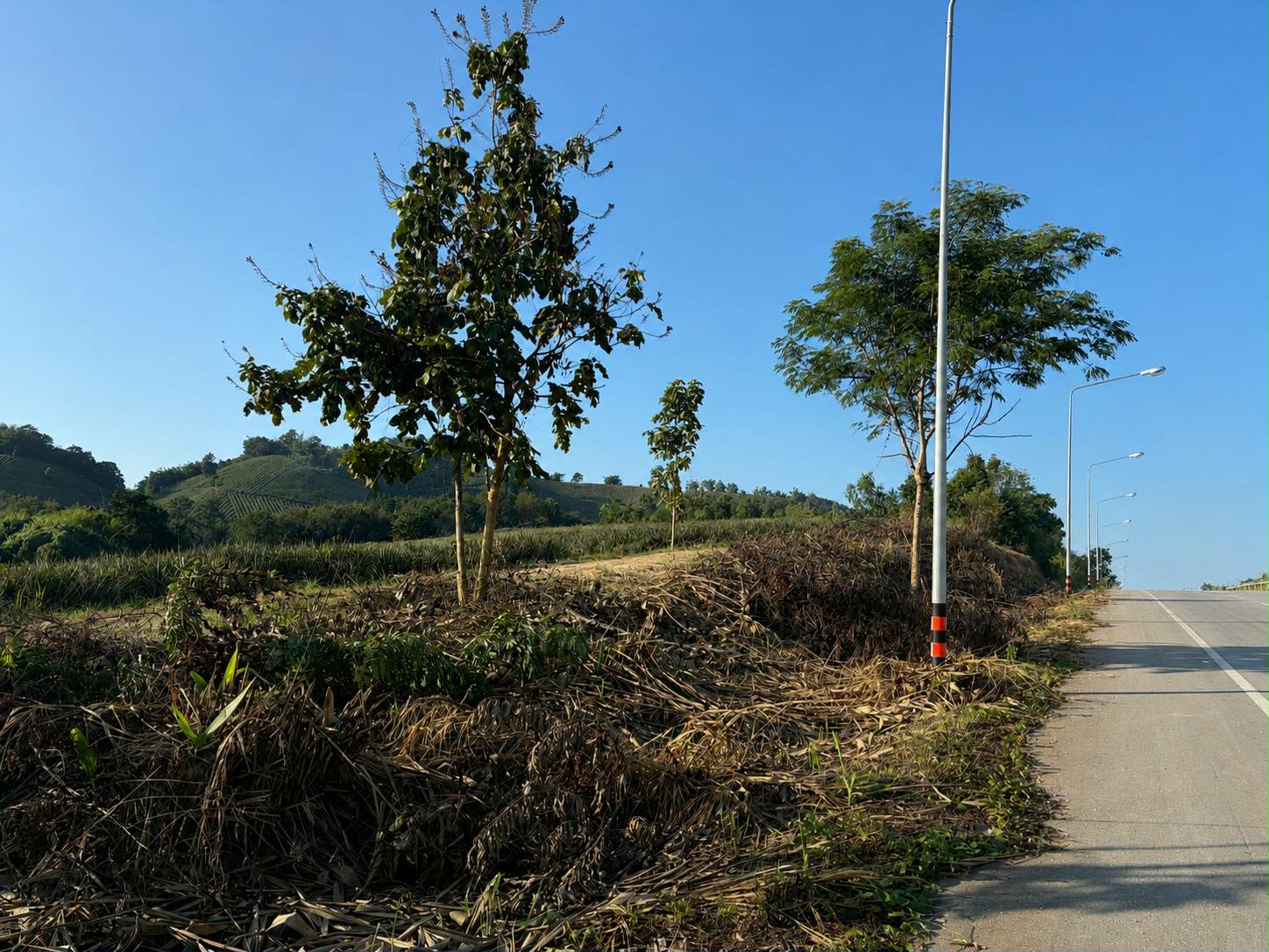 LAND in Mae Khao Tom, Mueang Chiang Rai